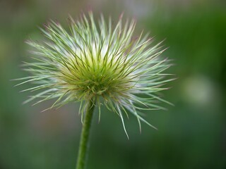 Pasque flower fully open.