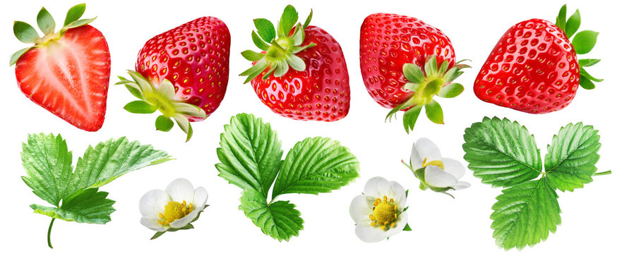 Set of ripe juicy strawberries, one of the berries is cut, there are strawberry leaves and flowers, isolated on a transparent background.