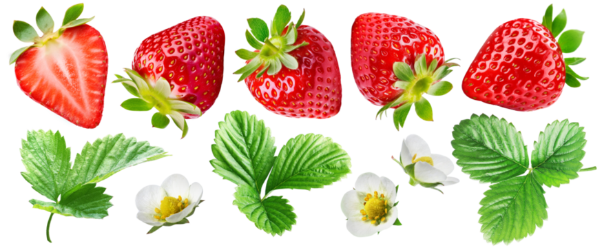 Set of ripe juicy strawberries, one of the berries is cut, there are strawberry leaves and flowers, isolated on a transparent background.