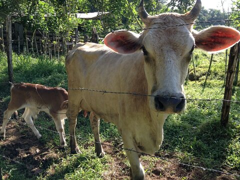 Vacas, terneras, vacas leche, vacas en el campo