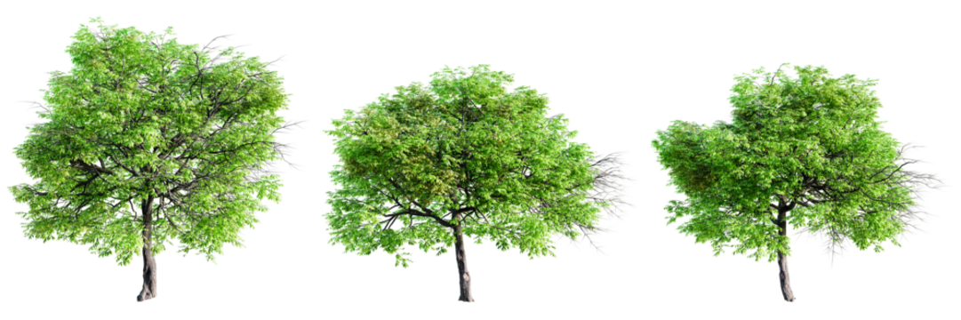 Juglans Nigra black walnut tree set isolated on transparent background. 3D render.