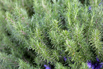 Rosemary plant, Fresh herb in the garden