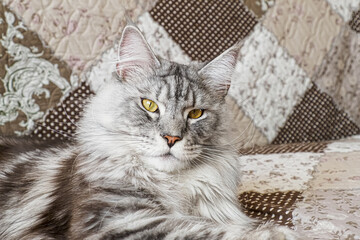 A Maine Coon cat. Funny purebred smoky cat. Pets.