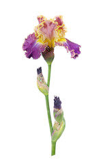 bright colorful iris flower isolated on white. 