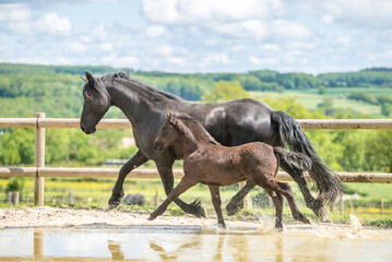 Magnifique cheval de race frison dans un élevage en nature