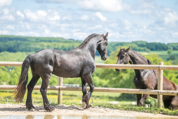 Magnifique cheval de race frison dans un élevage en nature