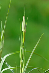 Open flower of oat root on a morning in May
