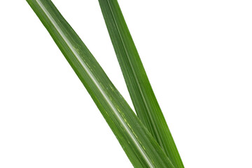 Obraz premium Sugar cane leaves on white background.