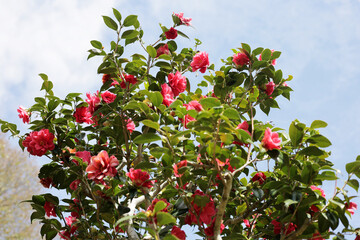 Beautiful camellia flower on tree. The Expo 70 Commemorative Park, Osaka, Japan