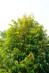 Durian tree in the garden