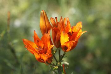 Orange lily flowers in summer garden.