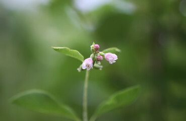Obraz premium Rain drops on the leaves of the snowberry bush.