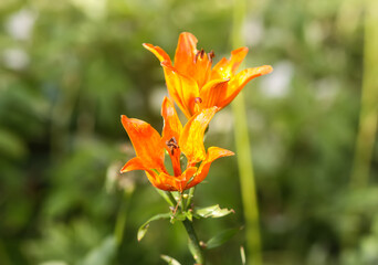 Orange lily flowers in summer garden.