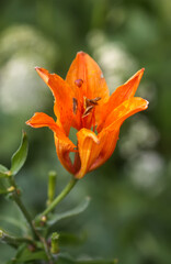 Orange lily flowers in summer garden.