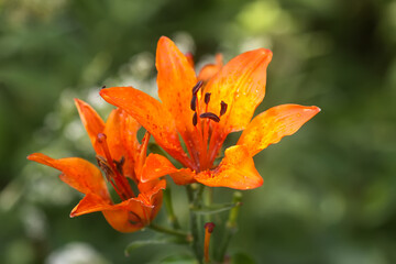 Orange lily flowers in summer garden.