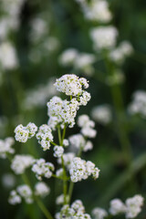 White wildflowers on summer meadow.