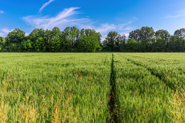 Campo di grano verde in primavera 