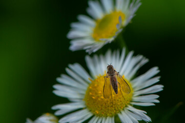 bee on flower
