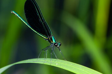 blue dragonfly on a green leaf