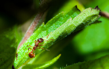 Ant macro
