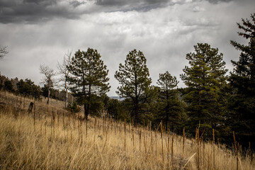 Nature and scenery in the Colorado Rocky Mountains (USA) near Beaver Brook, Colorado on an overcast and cloudy summer day