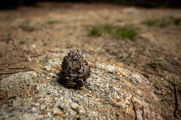 An acorn on a rock with a blurred nature background in the scenic Rocky Mountains in Colorado, USA