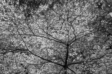 Sunlit tree branches and leaves