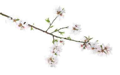 Beautiful blossoming tree branch with flowers isolated on white. Spring season