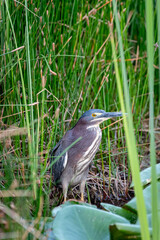 Beautiful green heron (Butorides virescens) standing in the undergrowth.