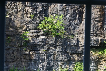 landscape natural stone wall view with plant from hotel motels window,nature background,wonderful...