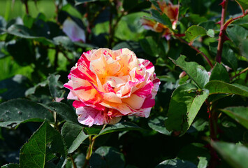 bunte rose