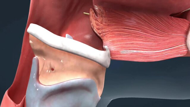 Anatomy of human tongue