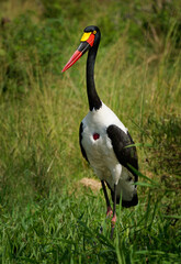 Saddle-billed Stork - Ephippiorhynchus senegalensis  or saddlebill, wading bird in stork in Ciconiidae, black and white back and red and yellow head. Portrait in green habitat in Africa