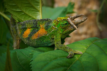 Jacksons chameleon - Trioceros jacksonii also Jacksons or Kikuyu three-horned chameleon, family Chamaeleonidae native to East Africa, and introduced to Hawaii, Florida, and California