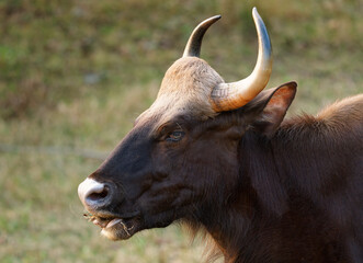 The gaur - Bos gaurus, also Indian bison, portrait on a green background, the largest extant bovine native to South Asia and Southeast Asia, in India