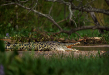 Nile Crocodile - Crocodylus niloticus large crocodilian native to freshwater habitats in Africa, laying on the riverside and opening mouth with big teeth. Big dangerous reptile in Uganda