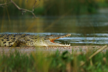 Nile Crocodile - Crocodylus niloticus large crocodilian native to freshwater habitats in Africa,...