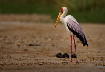 Yellow-billed Stork - Mycteria ibis also wood stork or ibis, large African wading stork in...