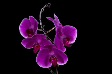 purple phalaenopsis orchid
