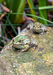 Marsh Frog (Pelophylax ridibundus) - Commonly Found in Europe and Western Asia