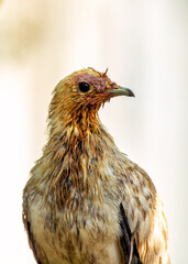 Pied Imperial Pigeon (Ducula bicolor) - Commonly Found in Southeast Asia and Northern Australia