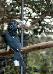 Silvery-cheeked Hornbill (Bycanistes brevis) - Commonly Found in Eastern Africa