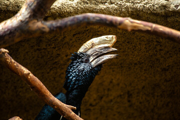 Silvery-cheeked Hornbill (Bycanistes brevis) - Commonly Found in Eastern Africa