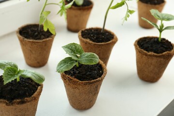 Many cucumber seedlings growing in pots on window sill, closeup
