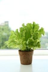Lettuce growing in peat pot on window sill