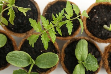 Many cucumber and tomato seedlings growing in pots on white background, flat lay