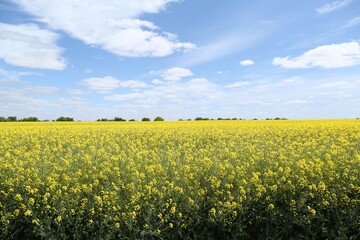 Fototapeta premium Beautiful rapeseed flowers blooming in field under blue sky