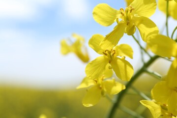 Beautiful rapeseed flowers blooming outdoors, closeup. Space for text