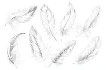 Obraz premium beautiful collection sketching white feather isolated on white background AI