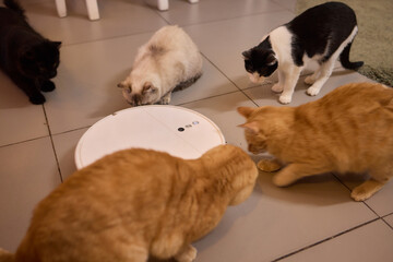 Cat on robot vacuum, surrounded by animal and home keywords